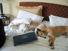 pet friendly hotels Scottsdale